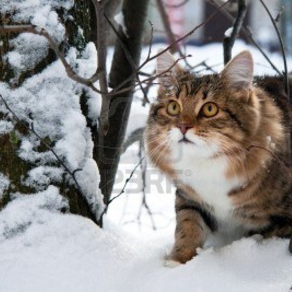 13451077 chat sur la neige en hiver