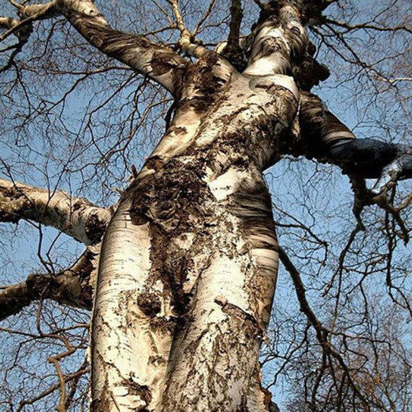 Femme arbre2 orig