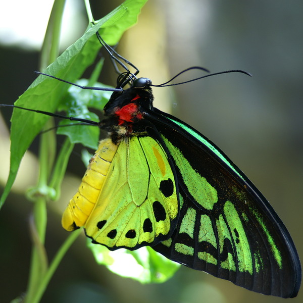 Butterfly orig