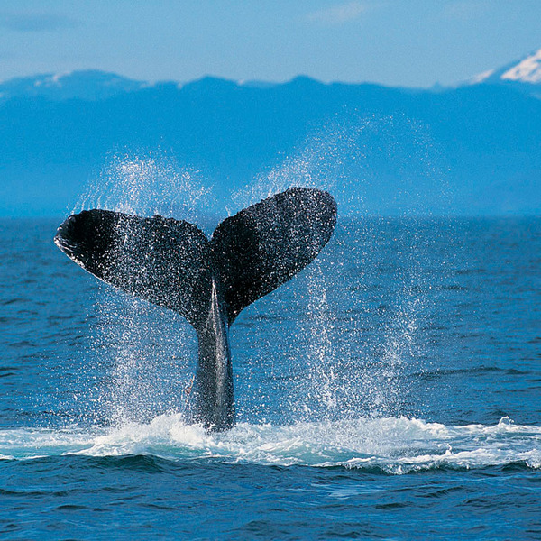 Humpback whale orig