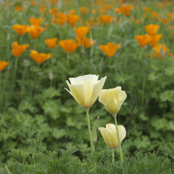 California poppy orig