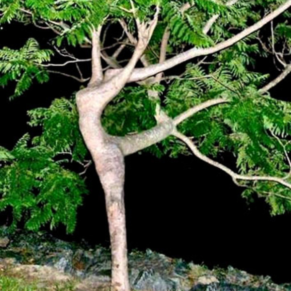 L arbre qui dance orig