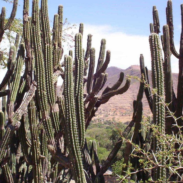 Cactus oxacablog orig