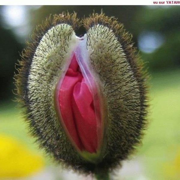 Fleur vaginale orig