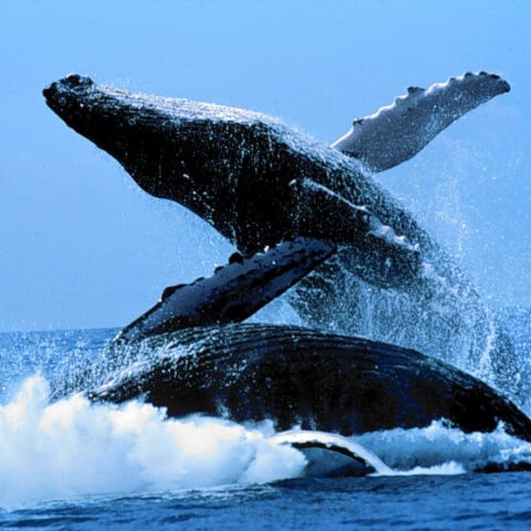 Baleines 009 orig