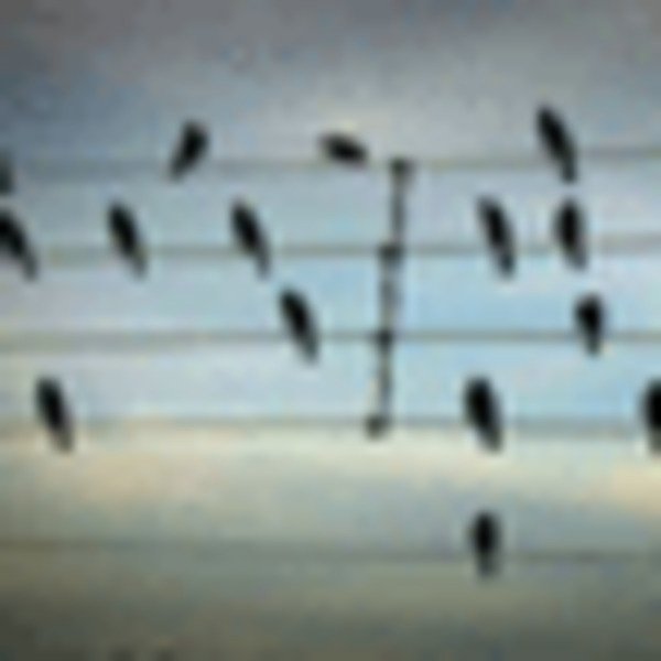 Partition musique oiseaux fil electrique 54