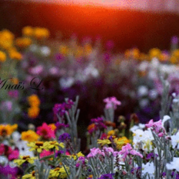 Vision of flowers sunset by unmoun d4av1dp 300