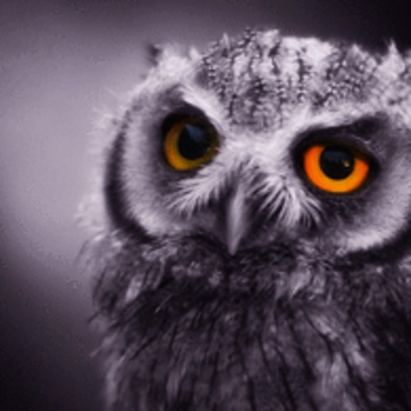 Owl 195