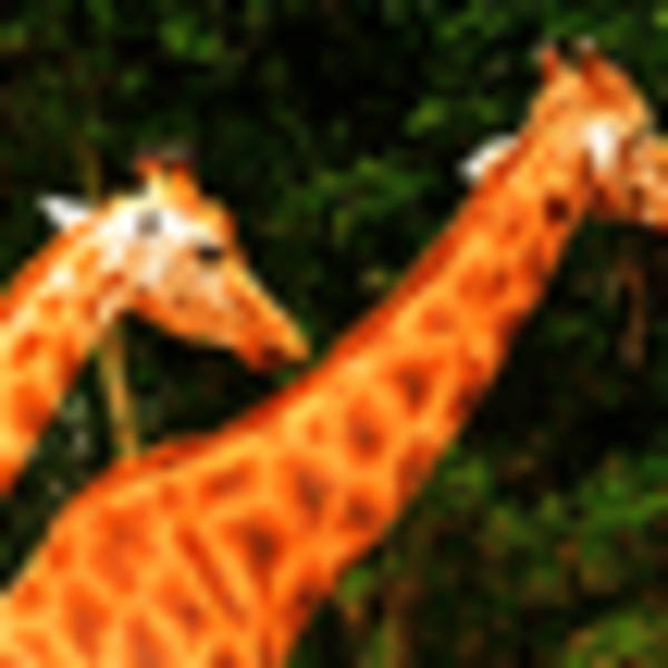 Srv 3749 girafes 800x500 px 54