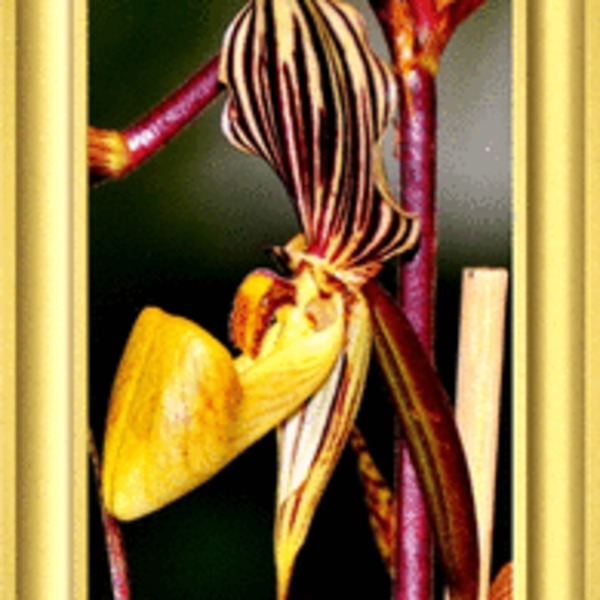 Srv 8883 orchid e tete carnaval frame pr 1 800px 195