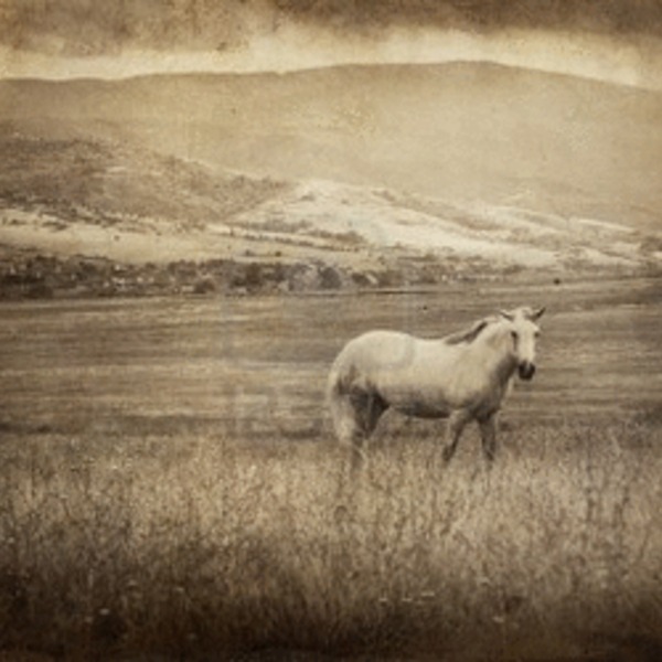 10408068 photo vintage avec cheval blanc 300