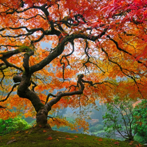 Les plus beaux arbres du monde oregon portland jardin japonais 600x397