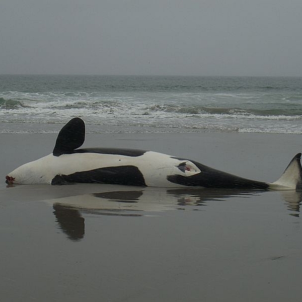 Stranded orca   norway (c) kalev kevad