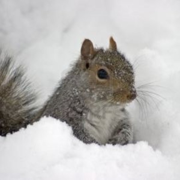 231499 ecureuil dans la neige