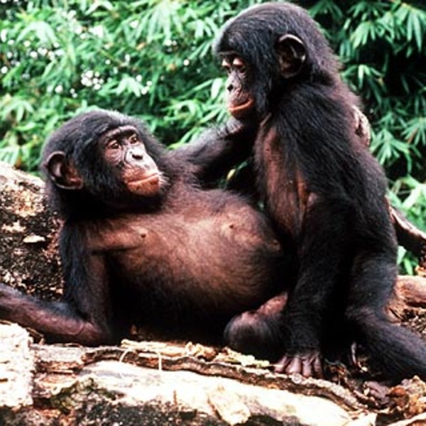 Sci bonobo ape 4