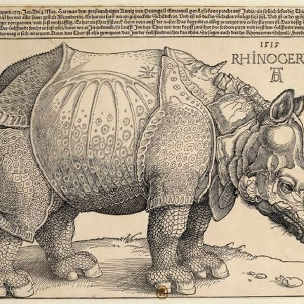 Rhinoceros durer bnf