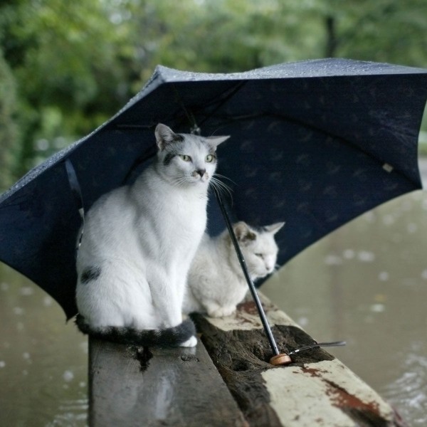Parapluie1