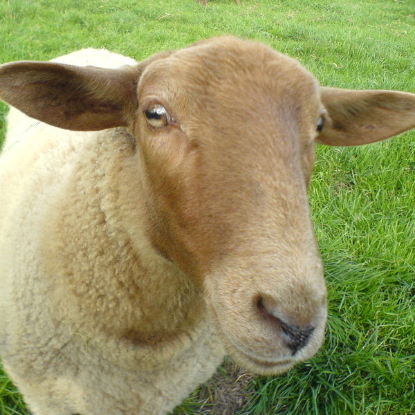 Sheep shaf mouton