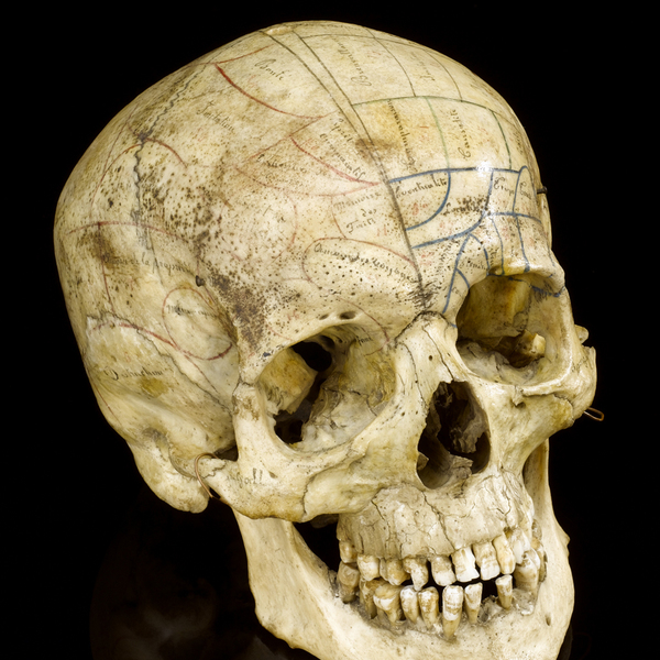 Phrenology skull1