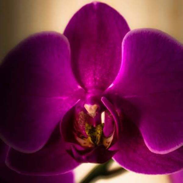 Orchid%c3%a9   lady k