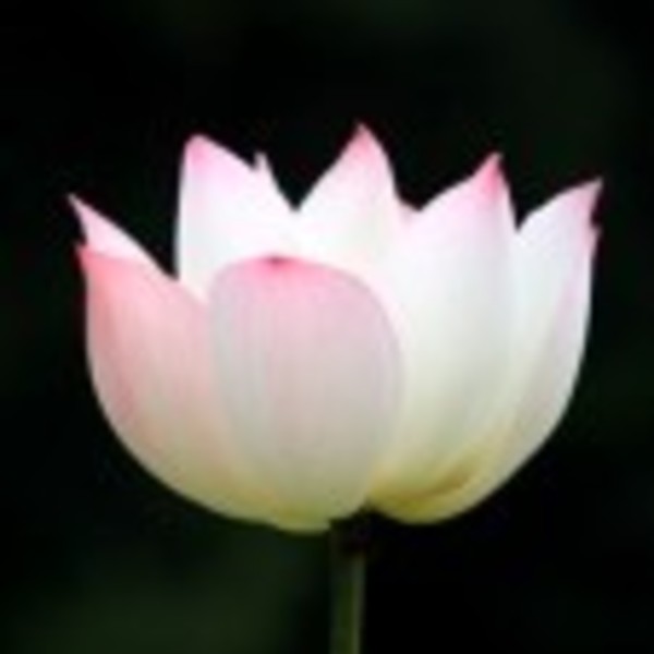 Lotus fleur isolee sur fond noir