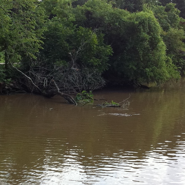 Bayou cleanup 6