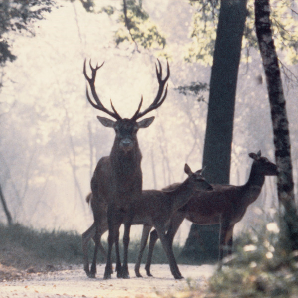 Red deers on a path in a forest of haute normandie 1 