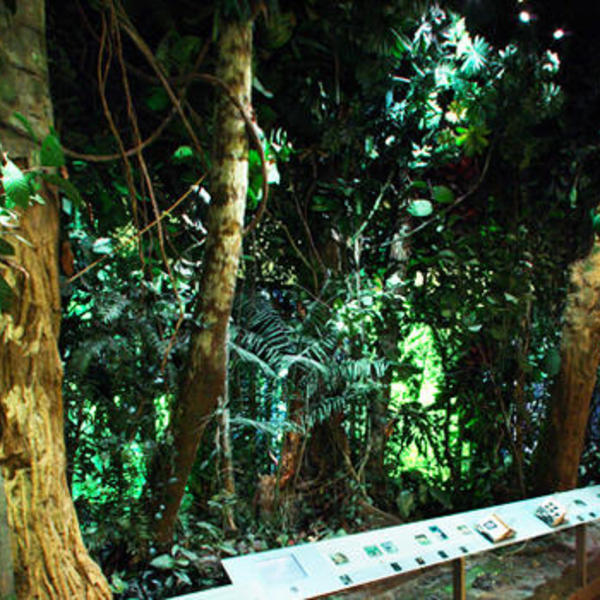 The dzanga sangha rain forest dynamic lead slide