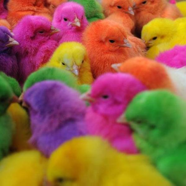 Gaypride poussin
