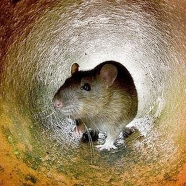 Rat in tunnel