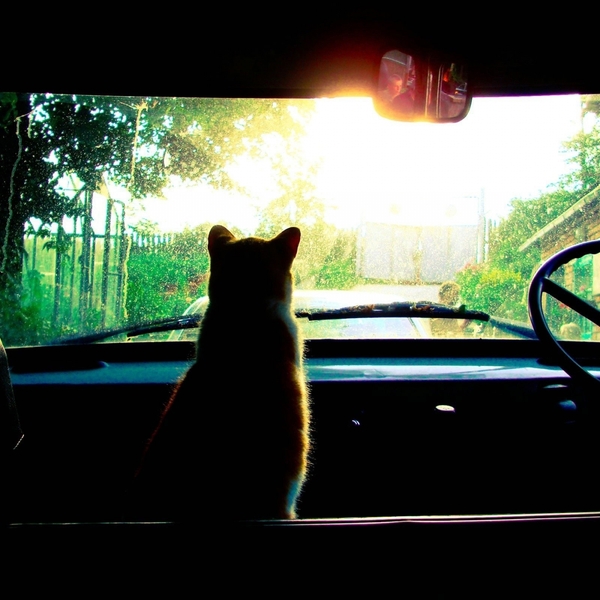 Traveling with your cat wallpaper for 2880x1800 retina display 1851 45