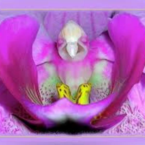 Orchid%c3%a9es
