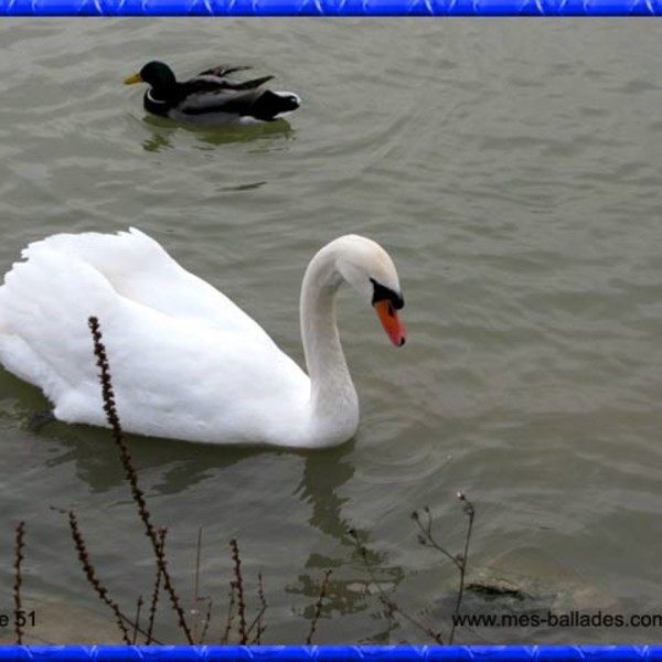 Cygne male et canard 51