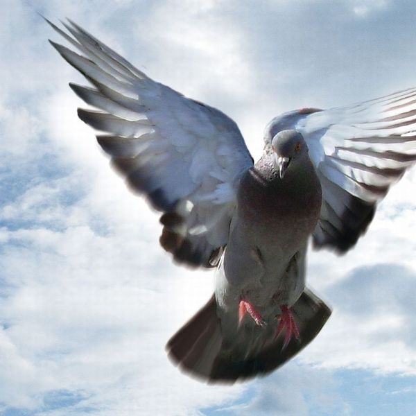 Pigeon wallp
