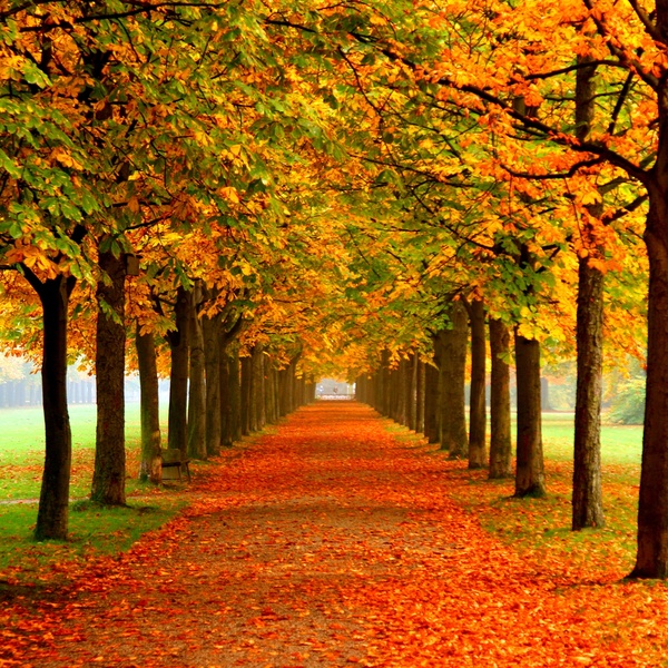 Tumblr static autumn leaves on road 2560x1600 27c121e26d78786c700ab50d214f2706