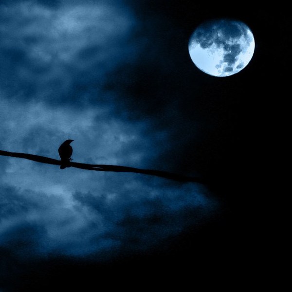 Moon halloween nuit corbeau billet big