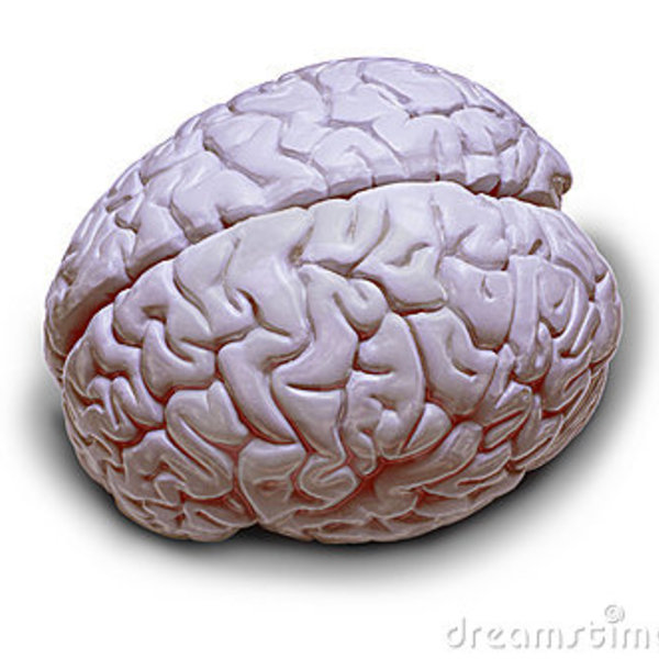 Cerveau humain thumb3621629