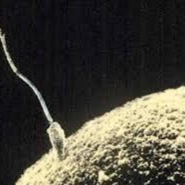 Le petit spermatozoide