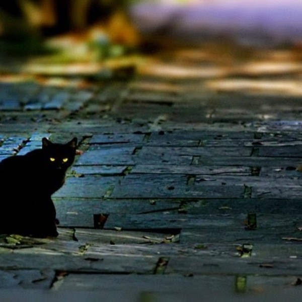 Noche del gato negro 485x728 12