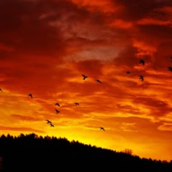 10 birds sunset