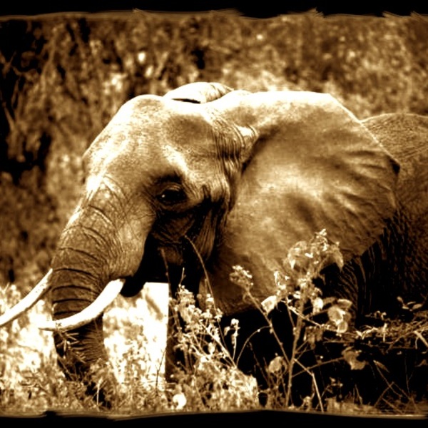 Elephant by aliecatrose