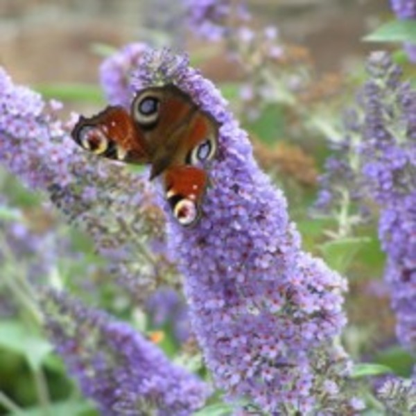 Buddleia d lochinch