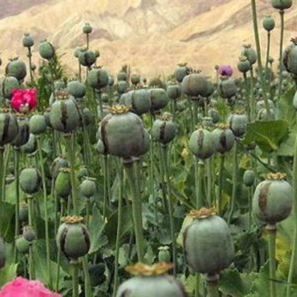 Laos myanmar opium