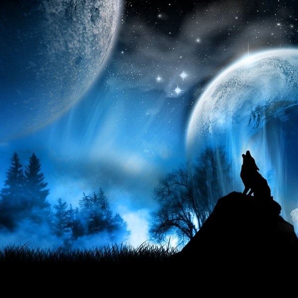Loup hurlant dans la nuit bleu.73485