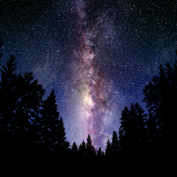 Hansen starry sky from pine trees