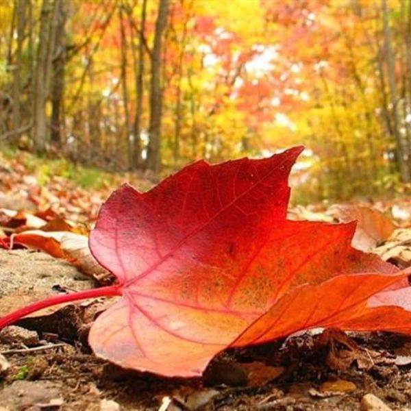 Occuper les enfants en automne avec des feuilles mortes