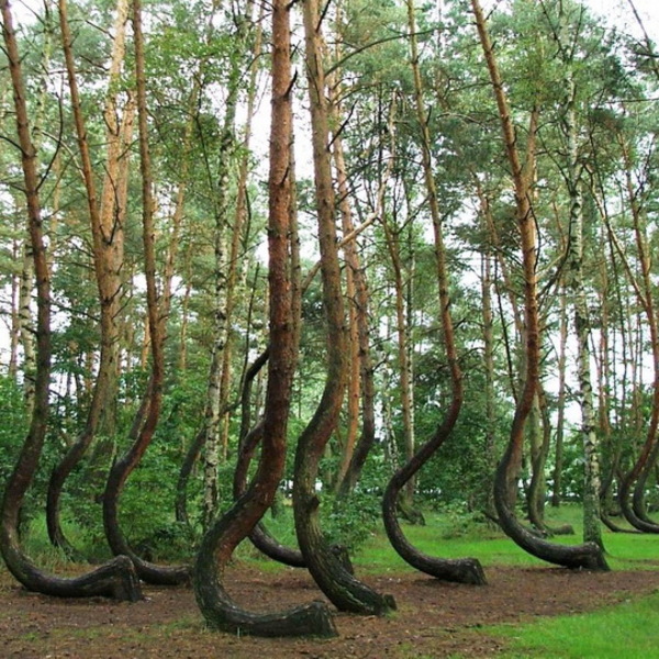 Crooked forest poland