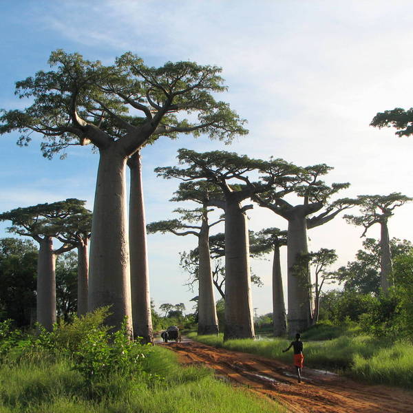 Baobab arbres
