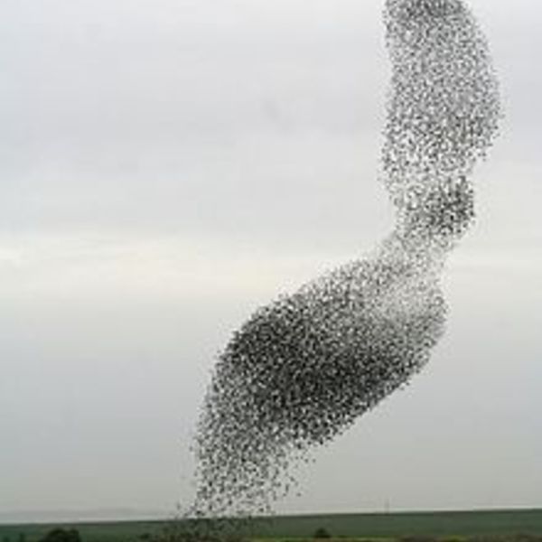 Starlings by oronbb