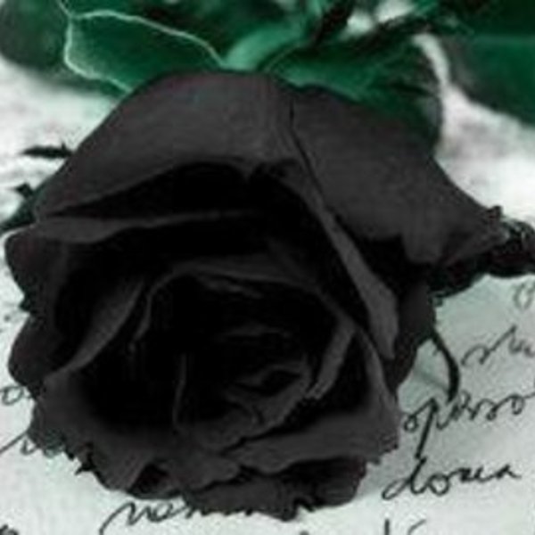 Gerard lenorman comme rose noire 1ohqn neb0v